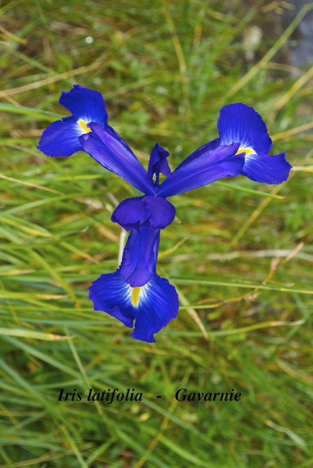 Iris latifolia pirenei